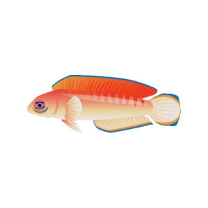 Ozzy Multi Dottyback